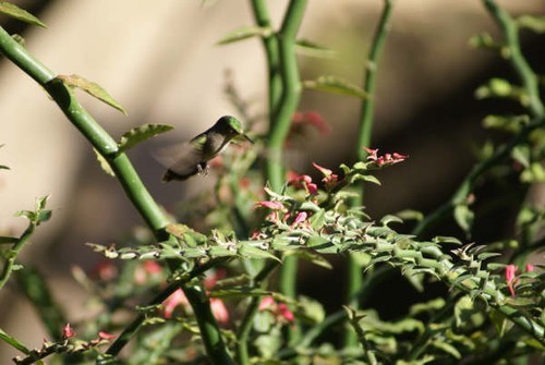 Hummingbird © Ian & Andrea Treleaven